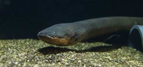 Shocking news: There are actually three species of electric eel in the ...