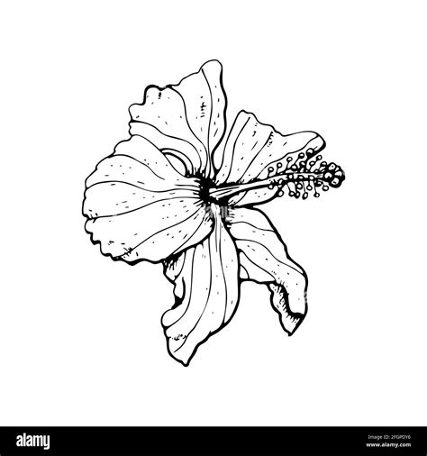 Line art hibiscus flower with black outline isolated on white background Stock Vector Image ...