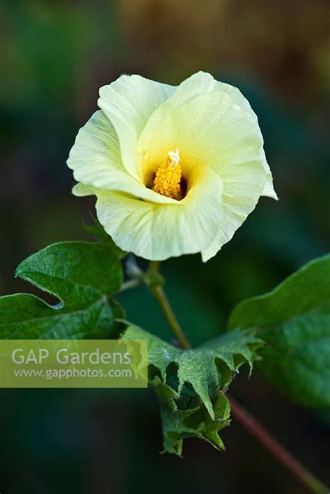 Gossypium herbaceum... stock photo by David Dixon, Image: 0169719