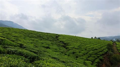 Premium Photo | Tea gardens in munnar