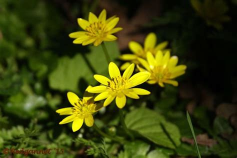 Lesser Celandine - 10,000 Birds