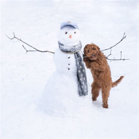 60,500+ Funny Snowman Stock Photos, Pictures & Royalty-Free Images - iStock