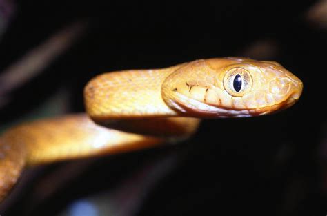 Brown treesnake upclose | The brown tree snake (Boiga irregu… | Flickr