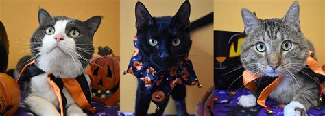 City of Aurora, CO on Twitter: "The Aurora Animal Shelter is having a Spooky Special on adult ...