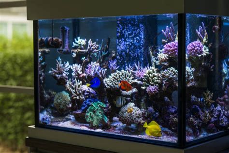 19 Most Beautiful & Peaceful Reef Safe Fish for Marine Aquarium