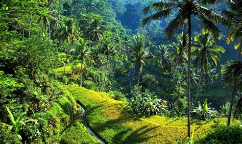 Indonesian Forest - Image Abyss