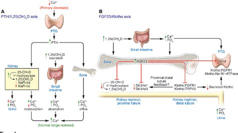 [PDF] Endocrine functions of bone in mineral metabolism regulation. | Semantic Scholar