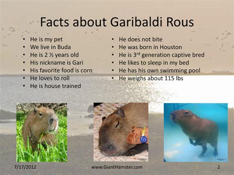 Capybara Facts For Kids | Kids Matttroy