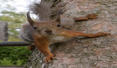 Mississippi's Squirrel Season is Approaching | OutdoorHub