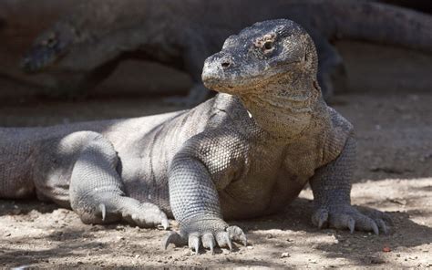 Komodo Dragon Attack Human