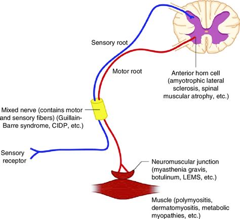 Upper Motor Neuron Pathway