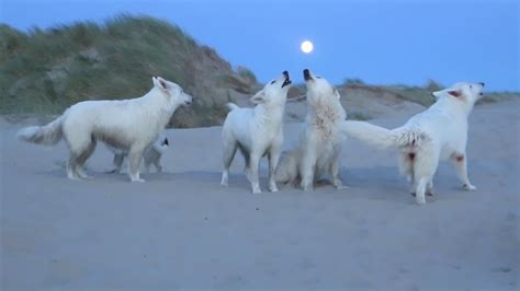 dogs howling at full moon - YouTube