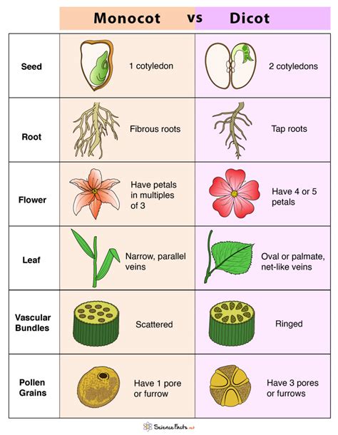 Monocot vs. Dicot: Differences and Examples