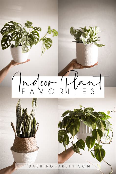 HOUSEPLANTS FOR BEGINNERS - Dashing Darlin'