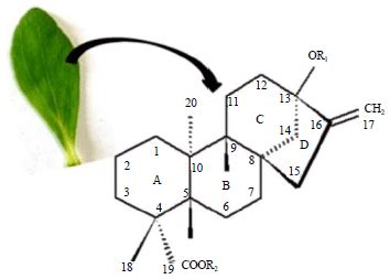 Critical Review on Steviol Glycosides: Pharmacological, Toxicological and Therapeutic Aspects of ...