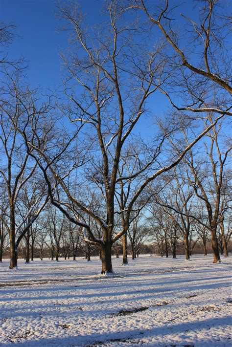 Overwintering Pecan Pests: Where are they now? - Pecan South MagazinePecan South magazine | The ...