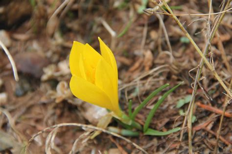 Flora Mirabilis: Sternbergia lutea (fall daffodil)