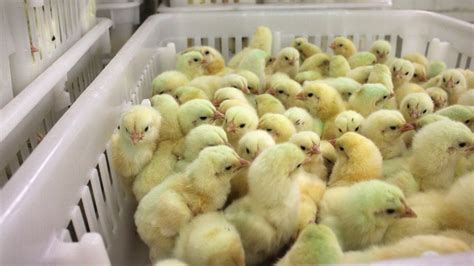 Perdue Says Its Hatching Chicks Are Off Antibiotics : The Salt : NPR