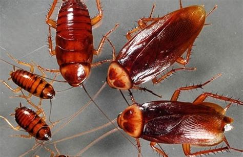 Cockroach milk is better than cow milk, researchers say - DNB Stories Africa