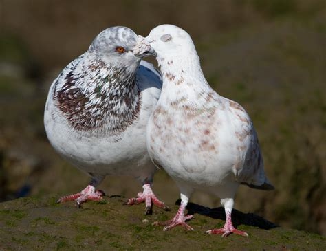 Domestic Pigeon 22-3-14 | Taken at Mistley Essex UK | Flickr