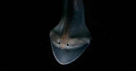 Gulper Eel Facts: The Pelican-Mouthed Marvel of the Deep - Odd Facts