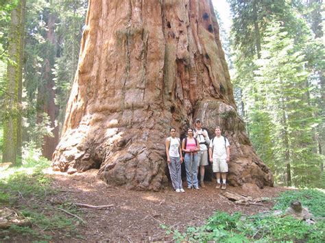 Amazing redwood tree - How huge! | Redwood tree, Redwood forest ...