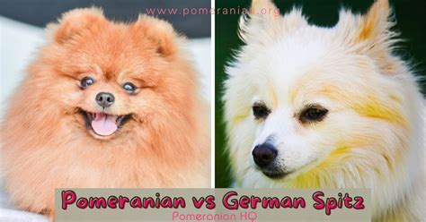 German Spitz Pomeranian Mix