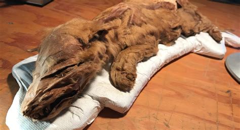 Ice Age Wolf Pup: Yukon Mummy Is So Well Preserved Its Fur Is Intact