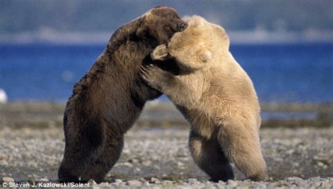 Grizzly Bear vs. Polar Bear - Who Will Win?