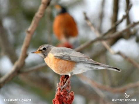 Facts: Robin Migration