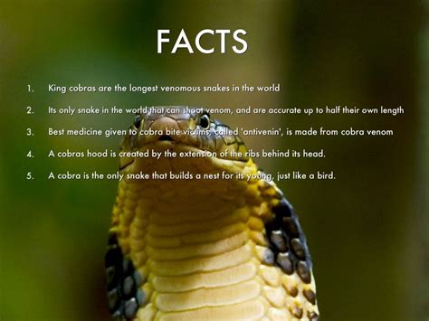 king cobra facts and pic | King cobra, Cobra, Habitat project