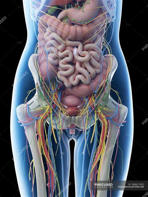 Female abdominal anatomy and internal organs, computer illustration. — medicine, digital - Stock ...