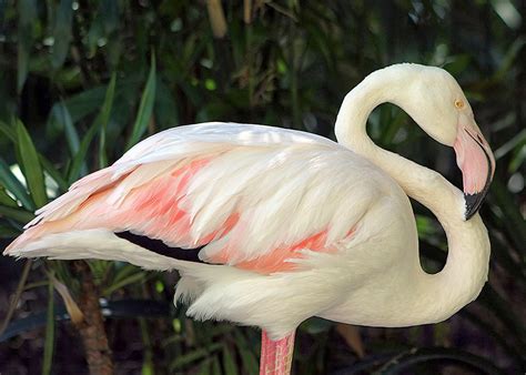 World's Oldest Flamingo died Aged 83 in Second Oldest Zoo - Images ...