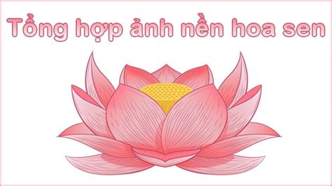 500+ Hoa sen đẹp nhất Được yêu thích nhất