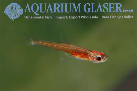 Paedocypris: the smallest fish in the world - Aquarium Glaser GmbH