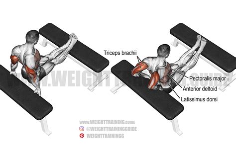 Bench dip exercise instructions and video | Weight Training Guide