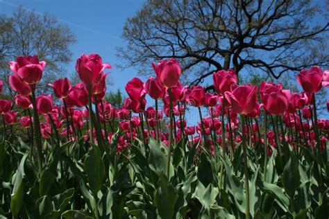 Long Stem Pink Tulips Under the Sky Stock Image - Image of central ...