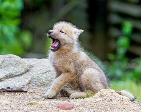 White Wolf : There's Nothing Cuter Than Baby Animals Yawning (12 Photos)