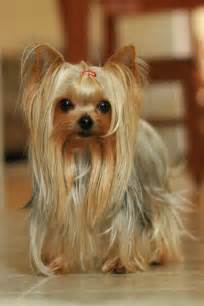 my most favourite! | Yorkshire terrier, Yorkie puppy, Yorkshire terrier puppies