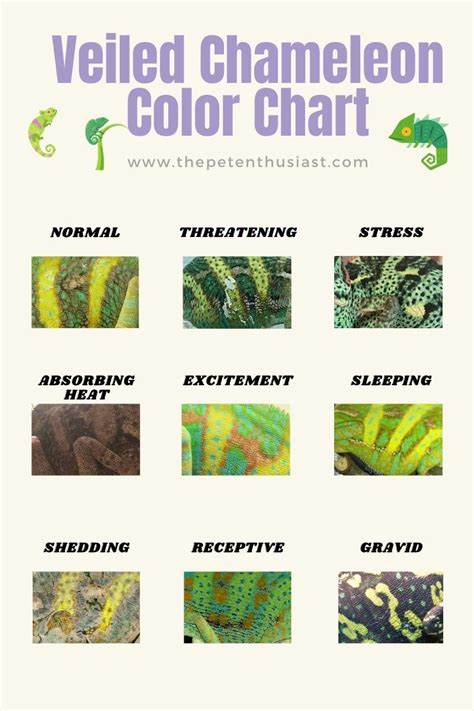 Veiled Chameleon Colors: Mood Color Chart And Meanings