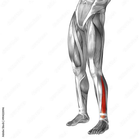 Conceptual 3D human front lower leg muscle anatomy Stock Illustration ...