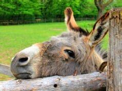 Zonkey - Description, Habitat, Image, Diet, and Interesting Facts