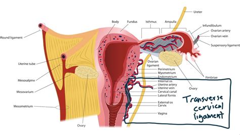 Cardinal Ligament Ureter