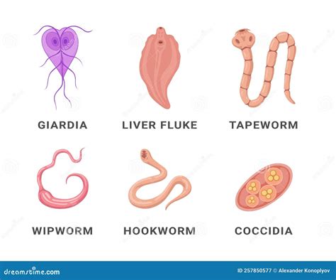 Human Intestinal Parasites Set Infographic Scheme Names Vector Flat ...