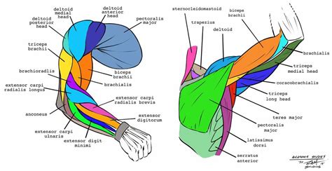 Human Arm Bone Anatomy / 3d model bones human arm anatomy / Skeletal ...