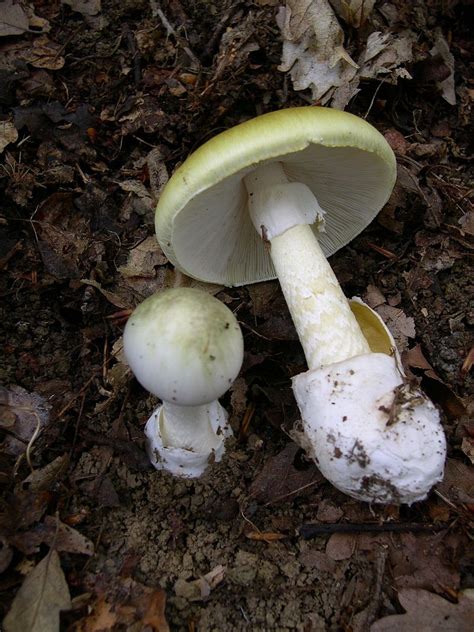 Death Cap Mushroom (Amanita phalloide) | Fraser Valley Invasive Species Society