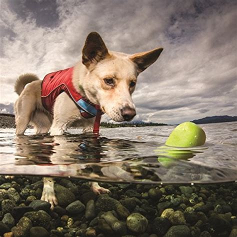 The 16 Best Dog Water Toys for All Types of Pup Play