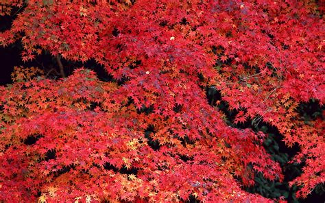 Red maple tree photo during daytime HD wallpaper | Wallpaper Flare