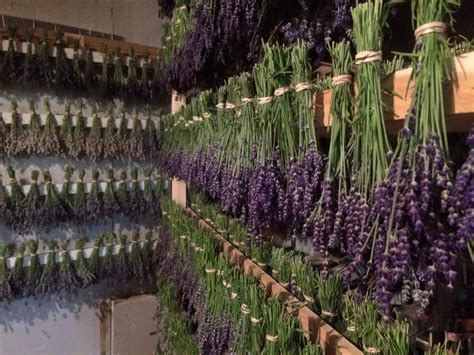 Munstead or Hidcote Lavender? – Moore Manor Lavender