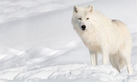 Wolf Habitat | Wolf Facts and Information